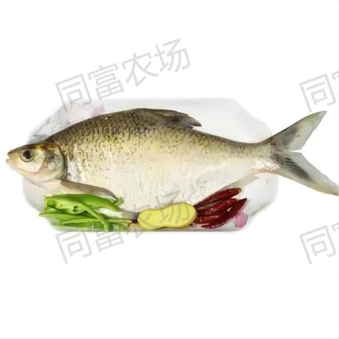 嶽麓倉自營生態鯿魚(淨膛魚)1斤以上/條